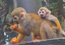 สวนสัตว์เปิดเขาเขียวเด็กเที่ยวฟรี 28 ก.ค.ต้อนรับสมาชิกใหม่ “ลูกลิงกระรอก”