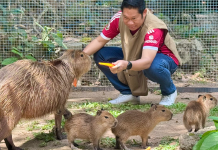สวนสัตว์เปิดเขาเขียวต้อนรับสมาชิกใหม่ “ลูกคาปิบารา”