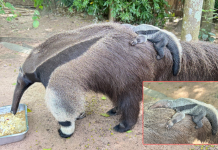 23ตุลาเด็กเข้าฟรีสวนสัตว์เปิดเขาเขียวชมลูกตัวกินมดยักษ์เกิดใหม่