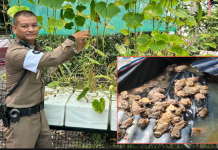 จราจรบางเขนใช้ที่ว่างหลังป้อมปลูกผักเลี้ยงกบเลี้ยงหอยลดค่าใช้จ่าย