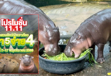 ฉลอง11/11 สวนสัตว์เปิดเขาเขียวจัดโปรสุดปัง มา5จ่าย4