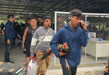 ปกครองบางละมุง-ตร.หนองปรือบุกทลายบ่อนไก่ชนรวบเซียนพนันร่วม100