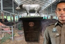 ”ฟาร์มควายดาบแสนชุมแพ“มรดกพ่อคืออาชีพเสริม