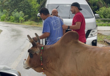 กองปราบจับกลางถนนหนุ่มเลี้ยงวัวชนพัวพันแก๊งยานรก