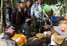 ตำรวจป่า334ยึดยาบ้า5แสนเม็ดบนดอยอ.แม่อาย