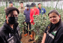 ดส.ทลายโกดังปลูกกัญชาเถื่อนฝั่งธน