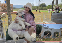 “เคโระ” แกะขี้อ้อนยิ้มได้ ดาวเด่น“สตาร์ดอยฟาร์มเขาใหญ่”