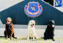 ชมฟรีตลอดงาน! ตชด. จัดใหญ่ “BPP K-9 Challenge 2026” ประชันความสามารถสุนัขตำรวจ